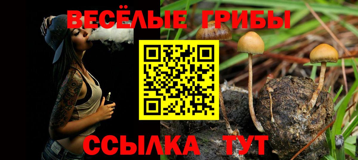 Галлюциногенные грибы Psilocybine cubensis Прохладный