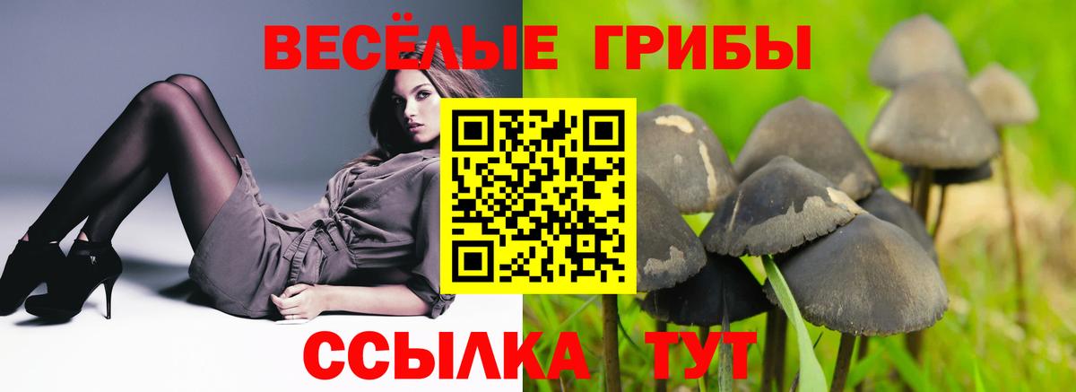 Прохладный  Галлюциногенные грибы Cubensis  Вход с VPN 